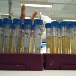 chelation
