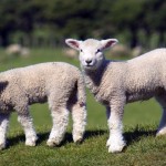 cloned meat