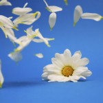 homeopathy