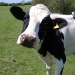 raw milk cow