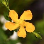 stjohnwort