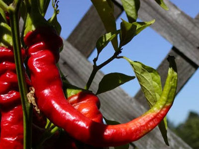 Cayenne Pepper – (Capsicum annum)