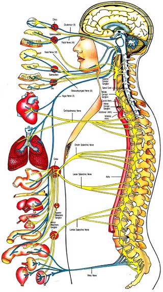 Chiropractic – Technique for Spinal Adjustment