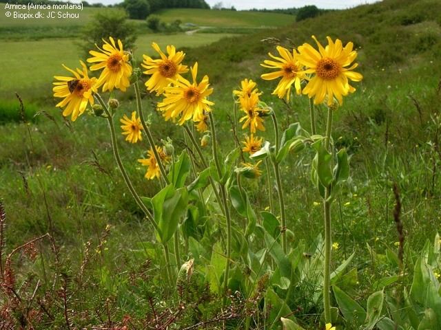 Homeopathic tips, Arnica Montana