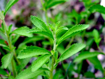 The Sweetness of Stevia