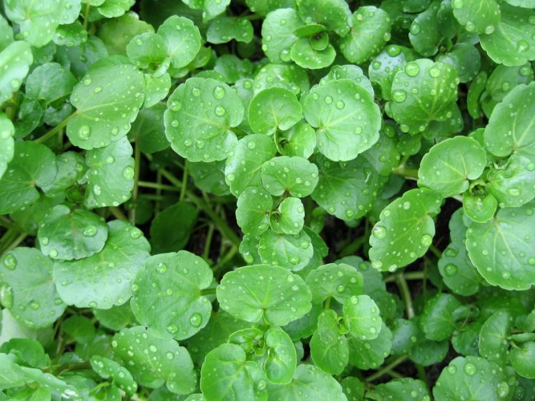 Watercress Against Cancer – UK Research