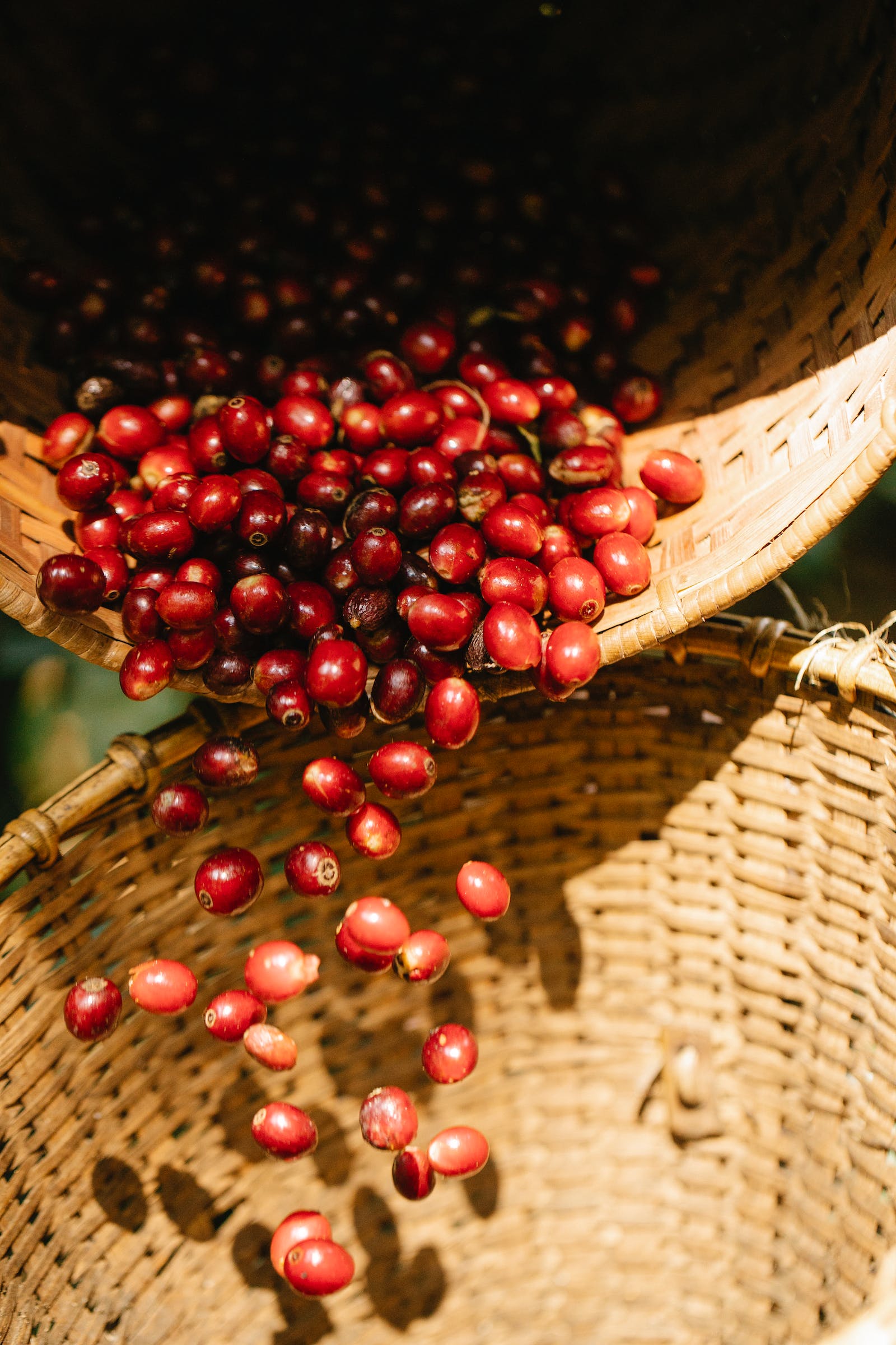 cranberries the superfood you need